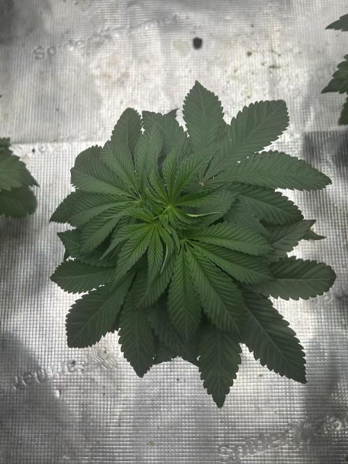 Rebel Grown in My Town. Week 4
