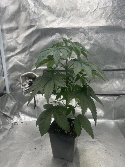 Rebel Grown in My Town. Week 4