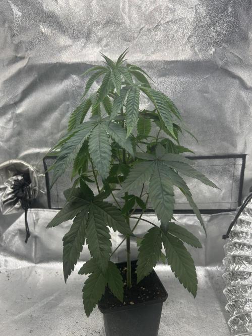 Rebel Grown in My Town. Week 4