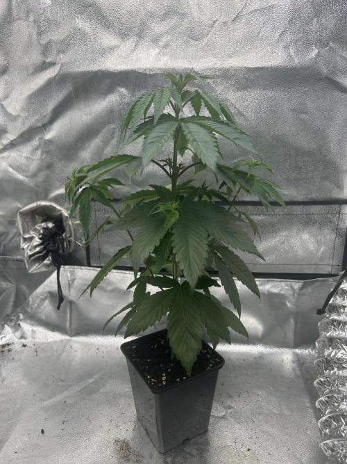 Rebel Grown in My Town. Week 4