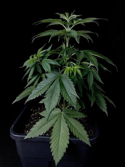 Rebel Grown in My Town. Week 5
