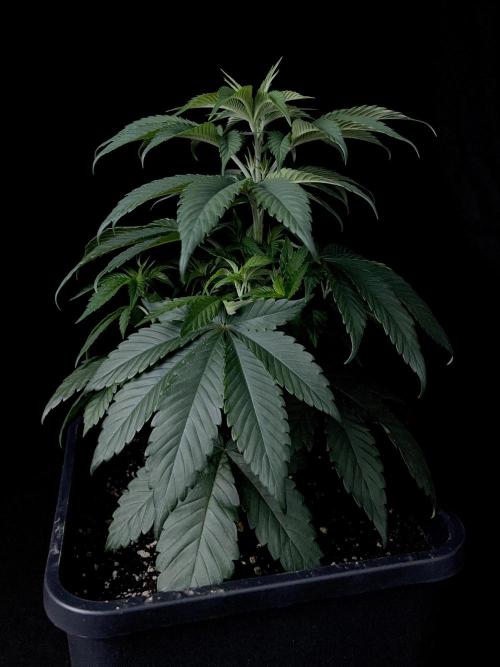 Rebel Grown in My Town. Week 5