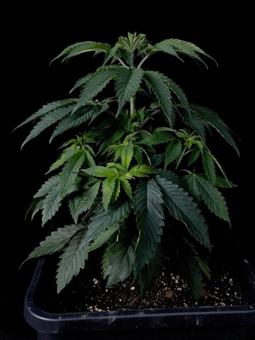 Rebel Grown in My Town. Week 5