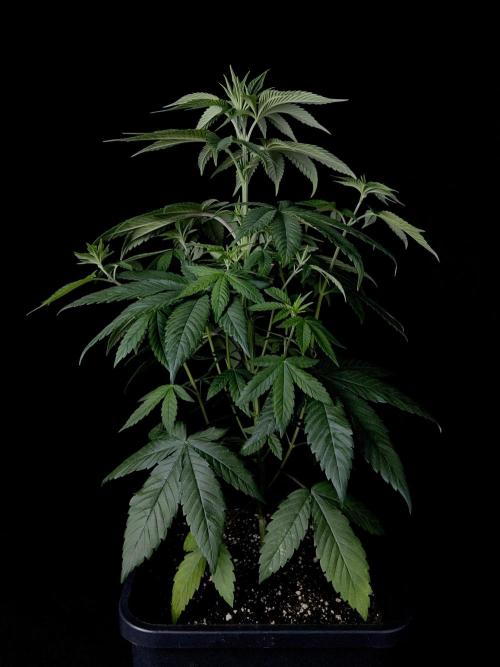 Rebel Grown in My Town. Week 5