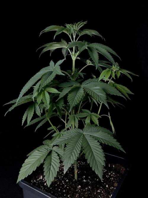 Rebel Grown in My Town. Week 5