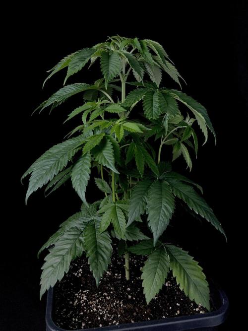 Rebel Grown in My Town. Week 5