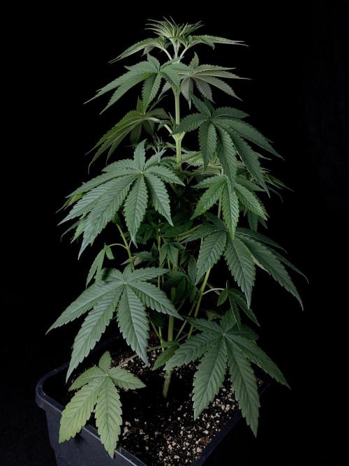 Double OG Sour #2 x Double OG Chem. Week 5