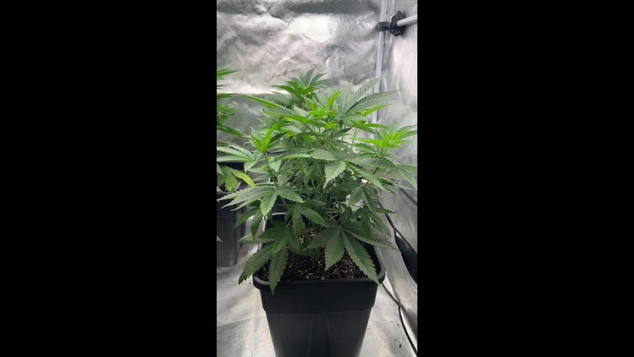 Rebel Grown in My Town