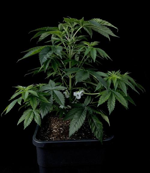 Rebel Grown in My Town. Week 6