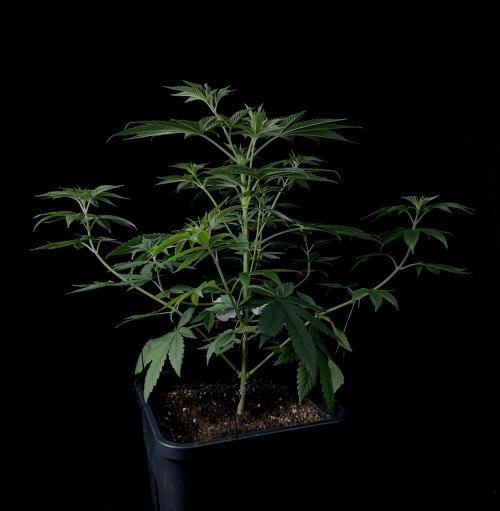 Rebel Grown in My Town. Week 6