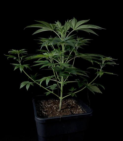 Rebel Grown in My Town. Week 6