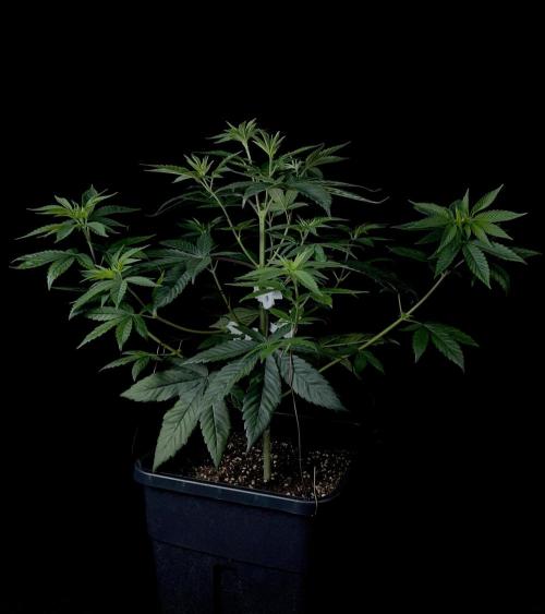 Rebel Grown in My Town. Week 6