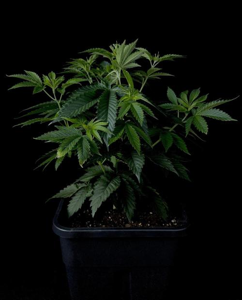 Rebel Grown in My Town. Week 6