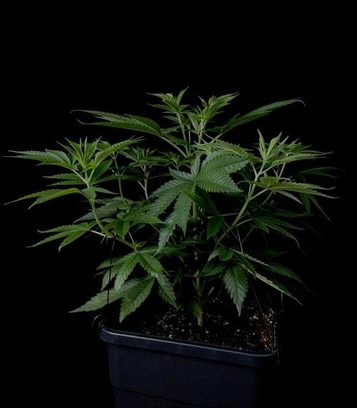 Rebel Grown in My Town. Week 6