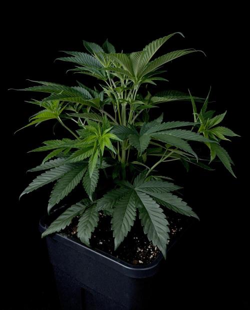 Rebel Grown in My Town. Week 6