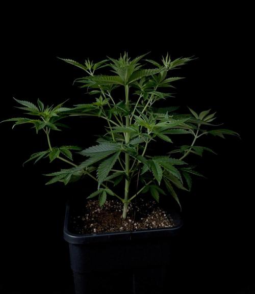 Rebel Grown in My Town. Week 6