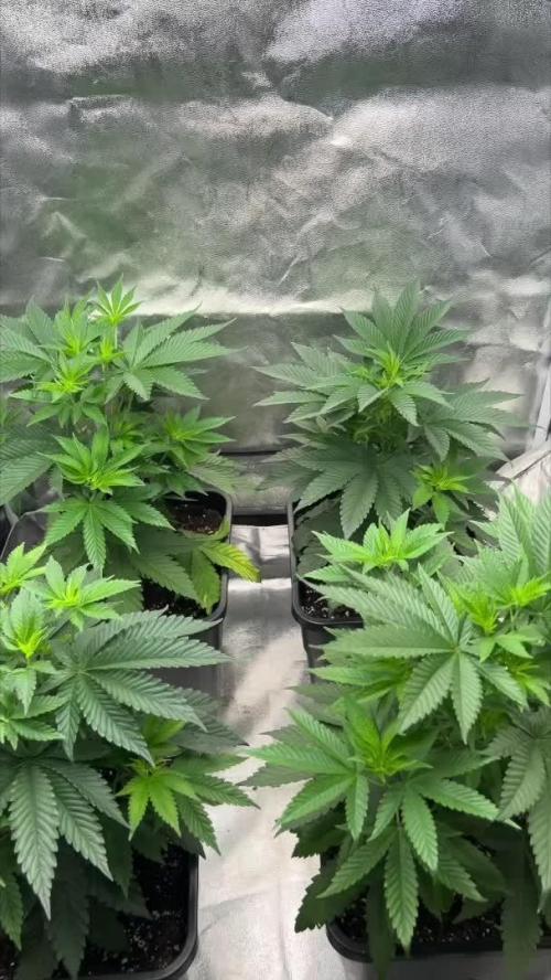 Rebel Grown in My Town