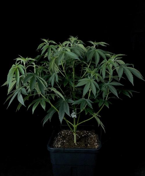 Rebel Grown in My Town. Week 7
