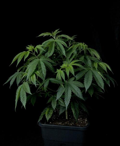 Rebel Grown in My Town. Week 7
