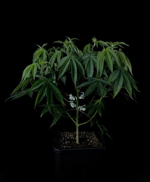 Rebel Grown in My Town. Week 7