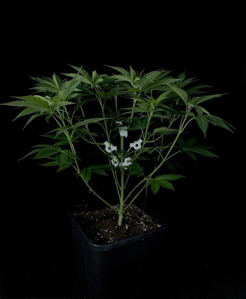Rebel Grown in My Town. Week 7