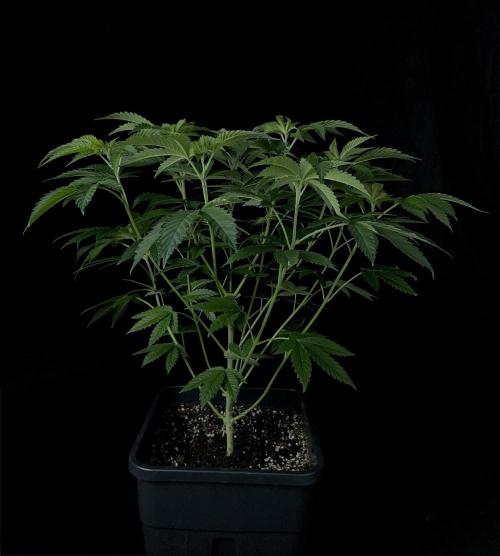 Rebel Grown in My Town. Week 7