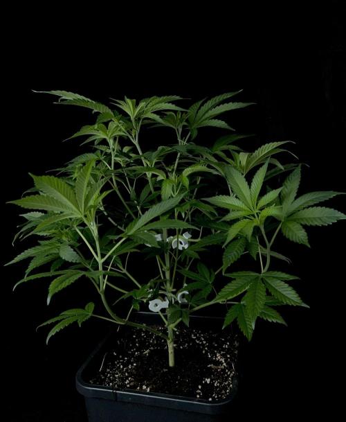 Rebel Grown in My Town. Week 7