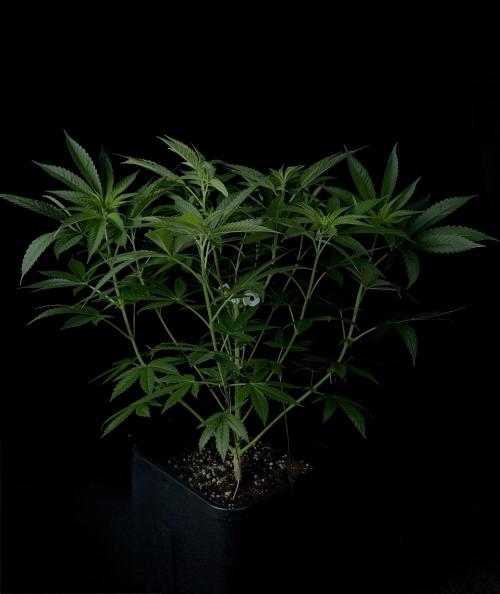 Rebel Grown in My Town. Week 7