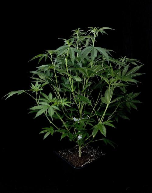 Rebel Grown in My Town. Week 8