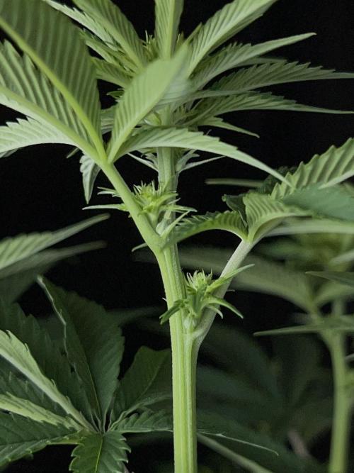 Rebel Grown in My Town. Week 8