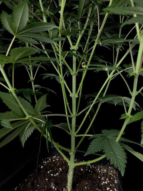 Rebel Grown in My Town. Week 8