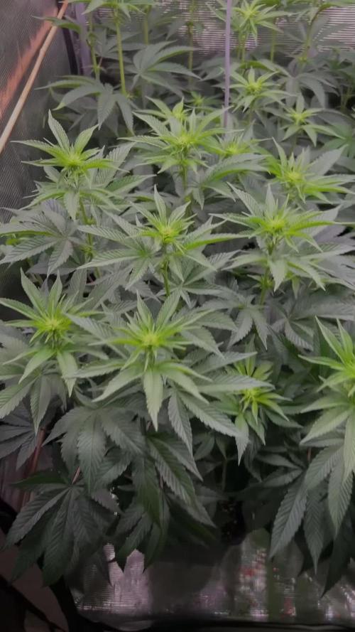 Rebel Grown in My Town