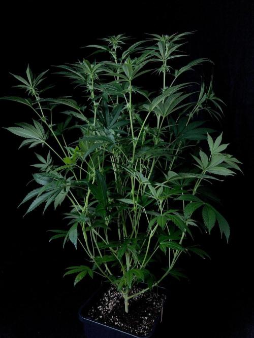 Rebel Grown in My Town. Week 9