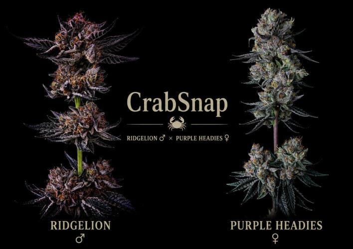 CrabSnap. Week 0