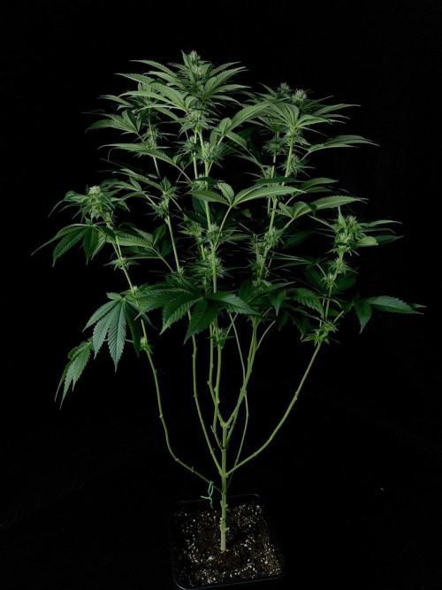 Rebel Grown in My Town. Week 10