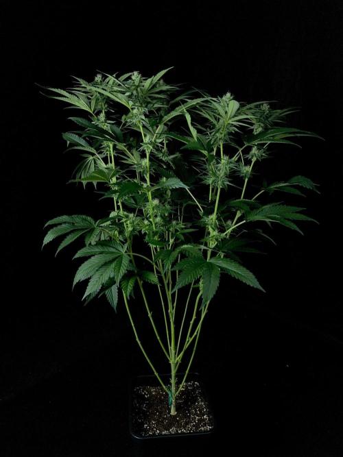 Rebel Grown in My Town. Week 10
