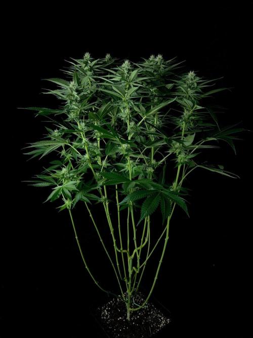 Rebel Grown in My Town. Week 10