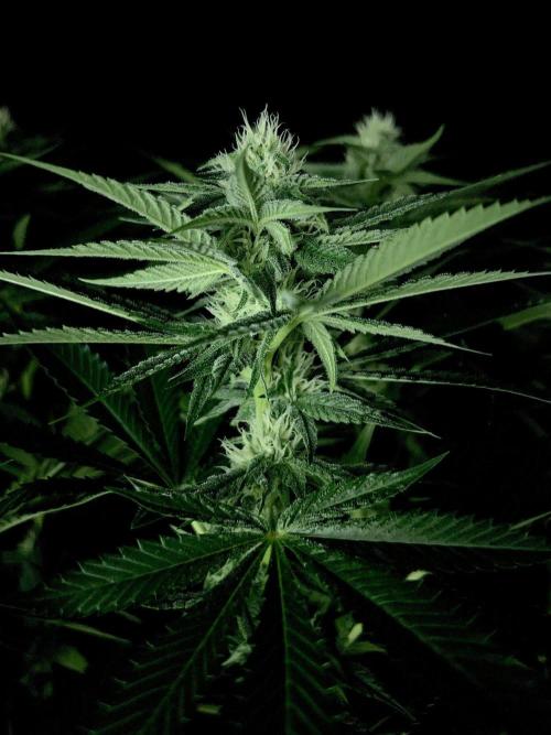 Rebel Grown in My Town. Week 10