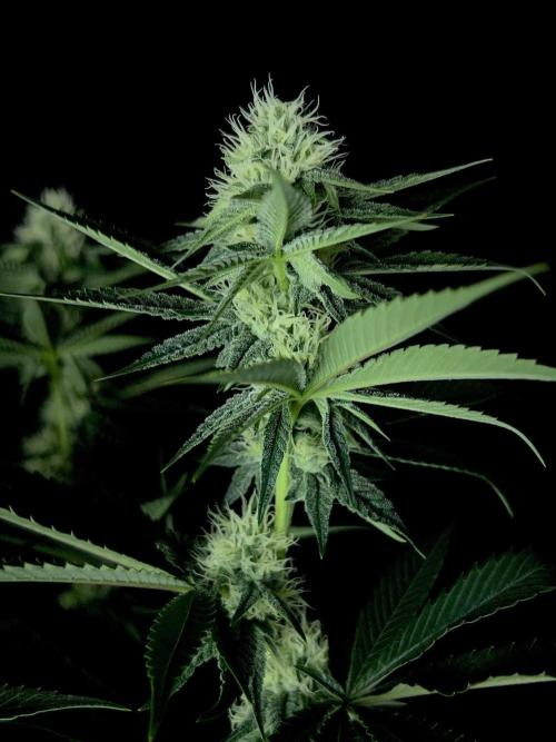 Rebel Grown in My Town. Week 10