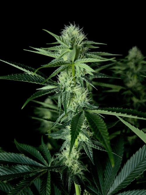 Rebel Grown in My Town. Week 10