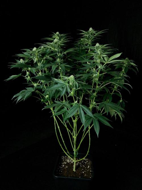 Rebel Grown in My Town. Week 10