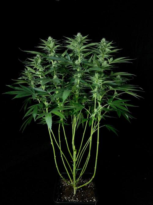 Rebel Grown in My Town. Week 10