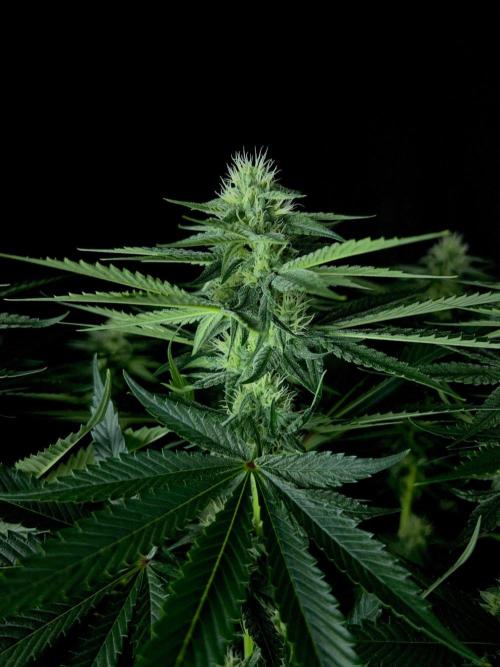 Rebel Grown in My Town. Week 10