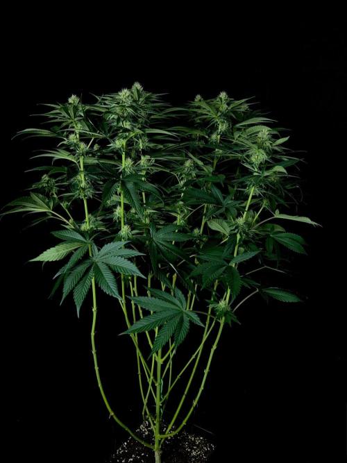 Rebel Grown in My Town. Week 10