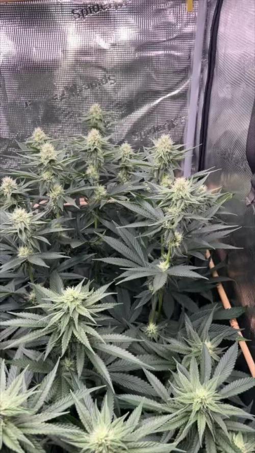 Rebel Grown in My Town