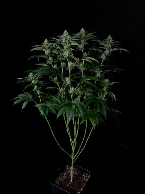 Rebel Grown in My Town. Week 11