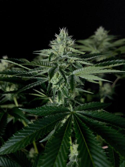 Rebel Grown in My Town. Week 11