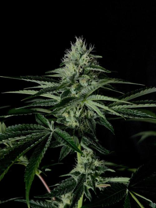Rebel Grown in My Town. Week 11