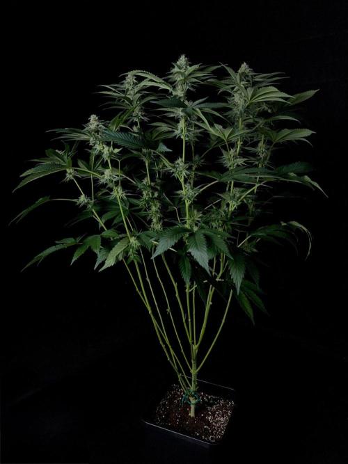 Rebel Grown in My Town. Week 11