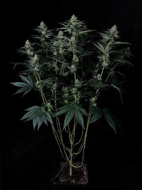 Rebel Grown in My Town. Week 11